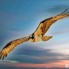 Focus on Passion: Kevin Smyth’s Evolution from Corporate America to Photographic Mastery