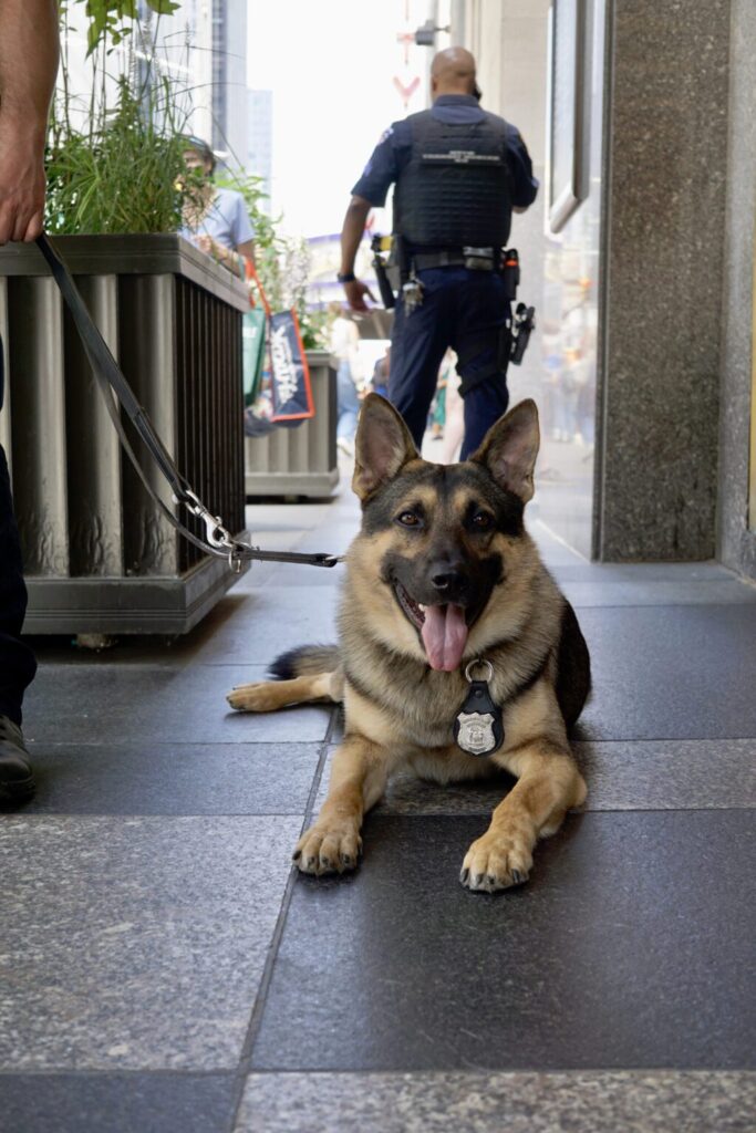 K9 Posing for Photography Book 