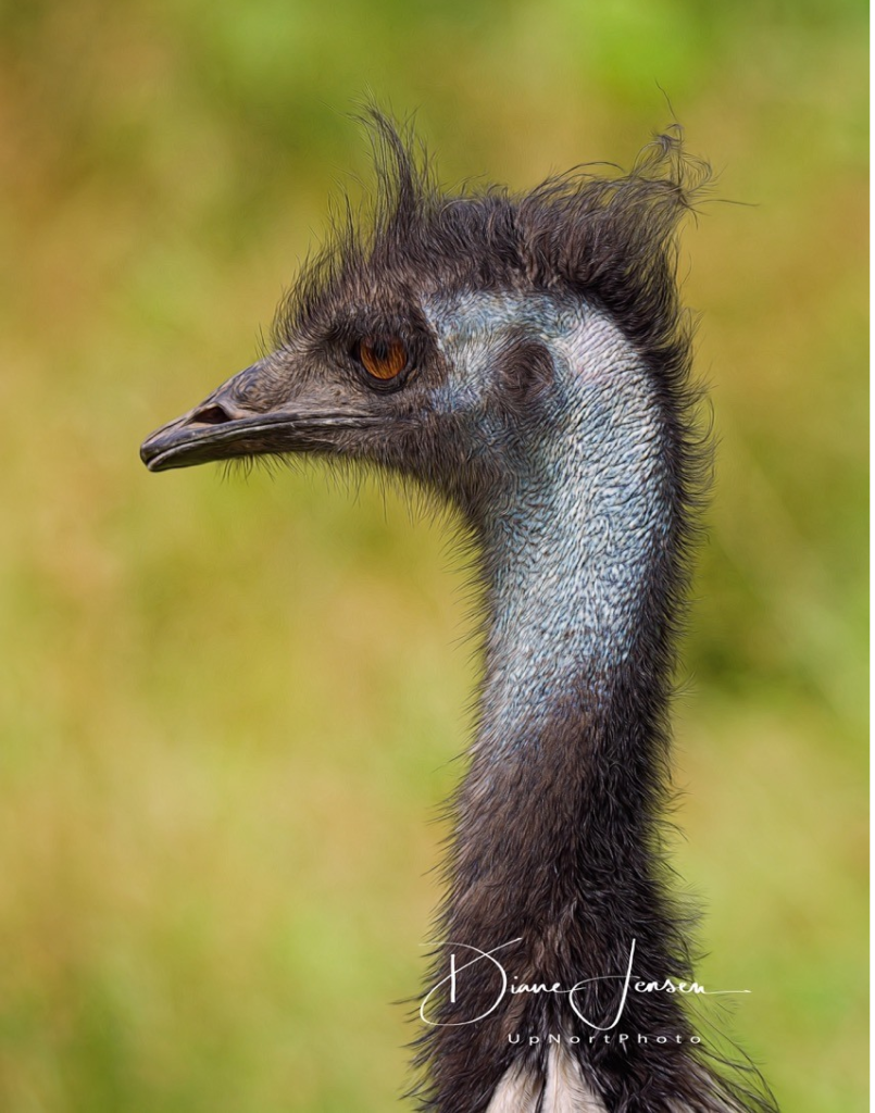 Emu photographed by Northeast Wisconsin Photographer Diane Jensen 
