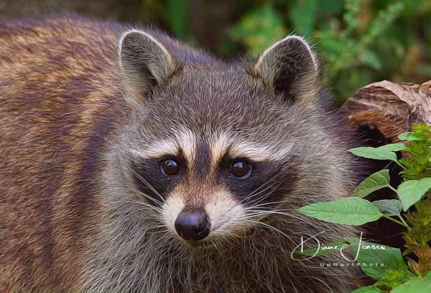 Wildlife Photography by Diane Jensen. Option for Diane's Photography calendars