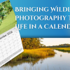 Bringing Wildlife Photography to Life in a Calendar