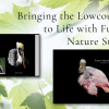Bringing the Lowcountry to Life with Fun by Nature Studio