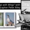 Capturing “Things with Wings” with Vermont Photographer Peter Riley