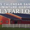 This Calendar Saves Miniature Horses All Year Long